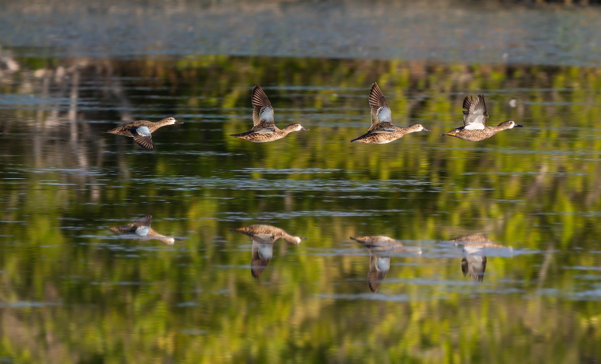 Blue-winged Teal - ML647827024