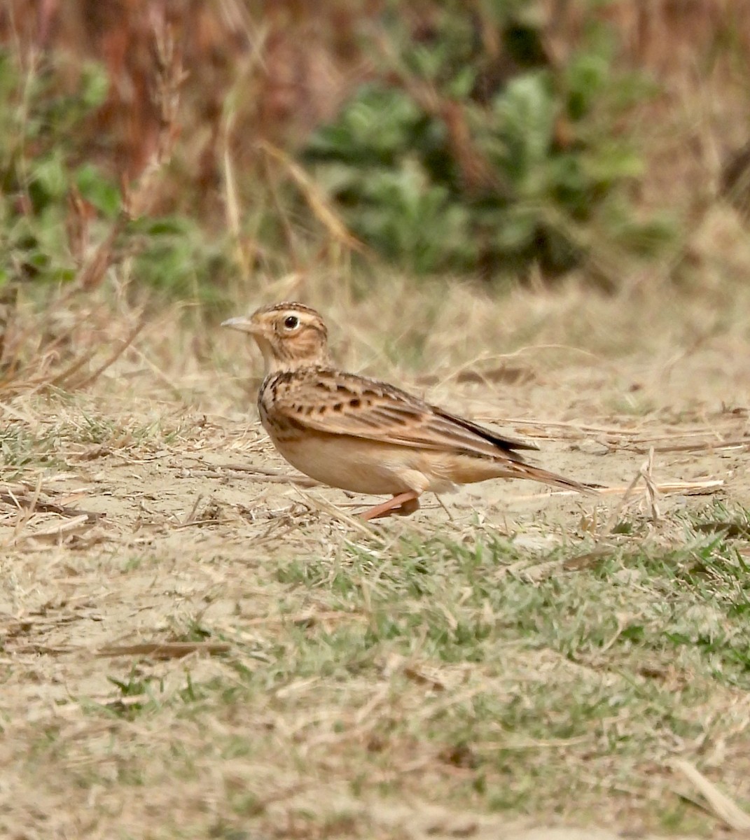 Жайворонок індійський - ML647827031