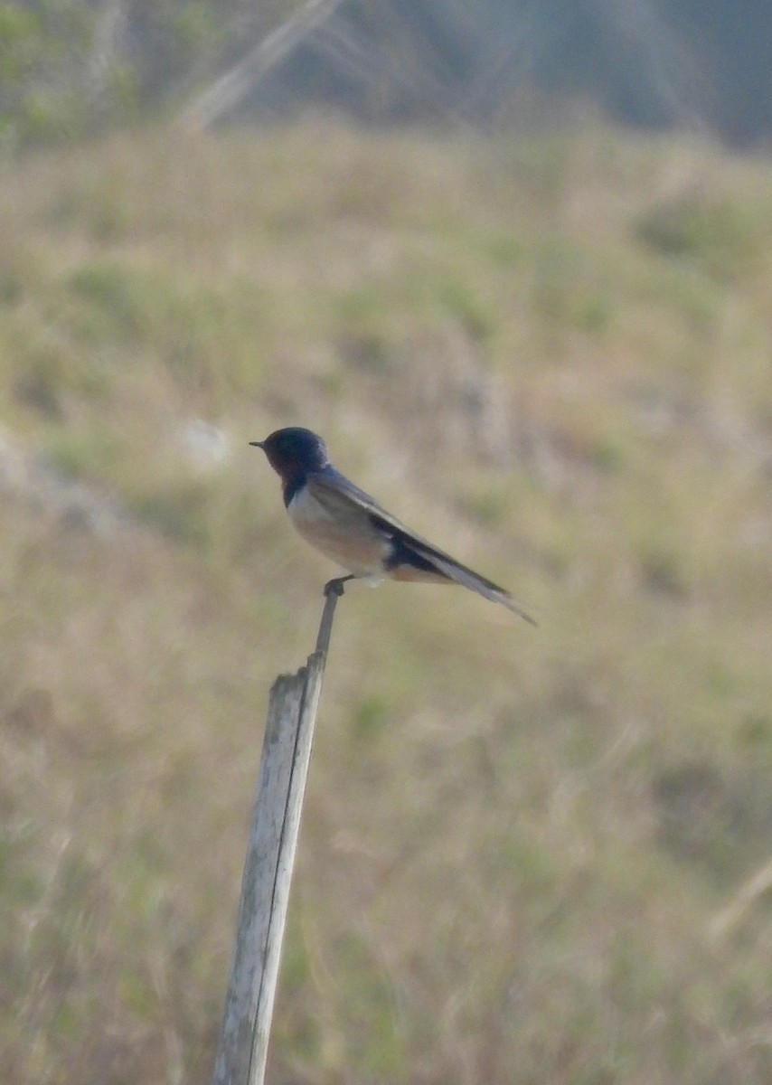 Ластівка сільська - ML647827042