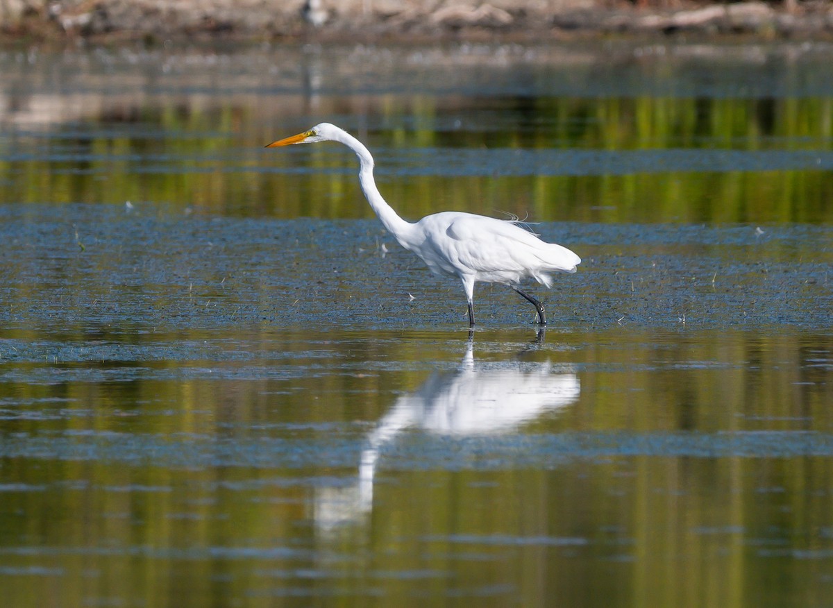 Great Egret - ML647827050