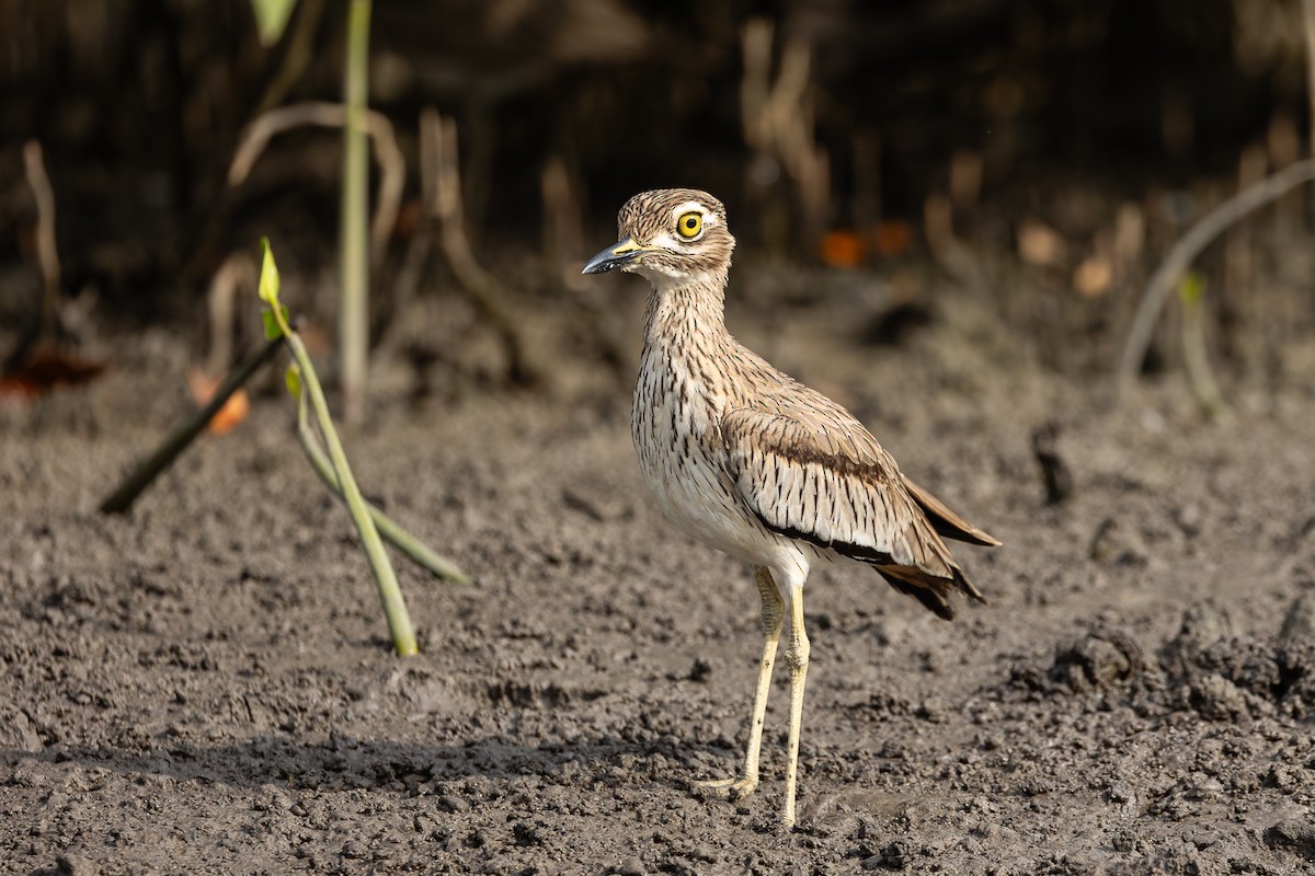 Senegal Thick-knee - ML647827051