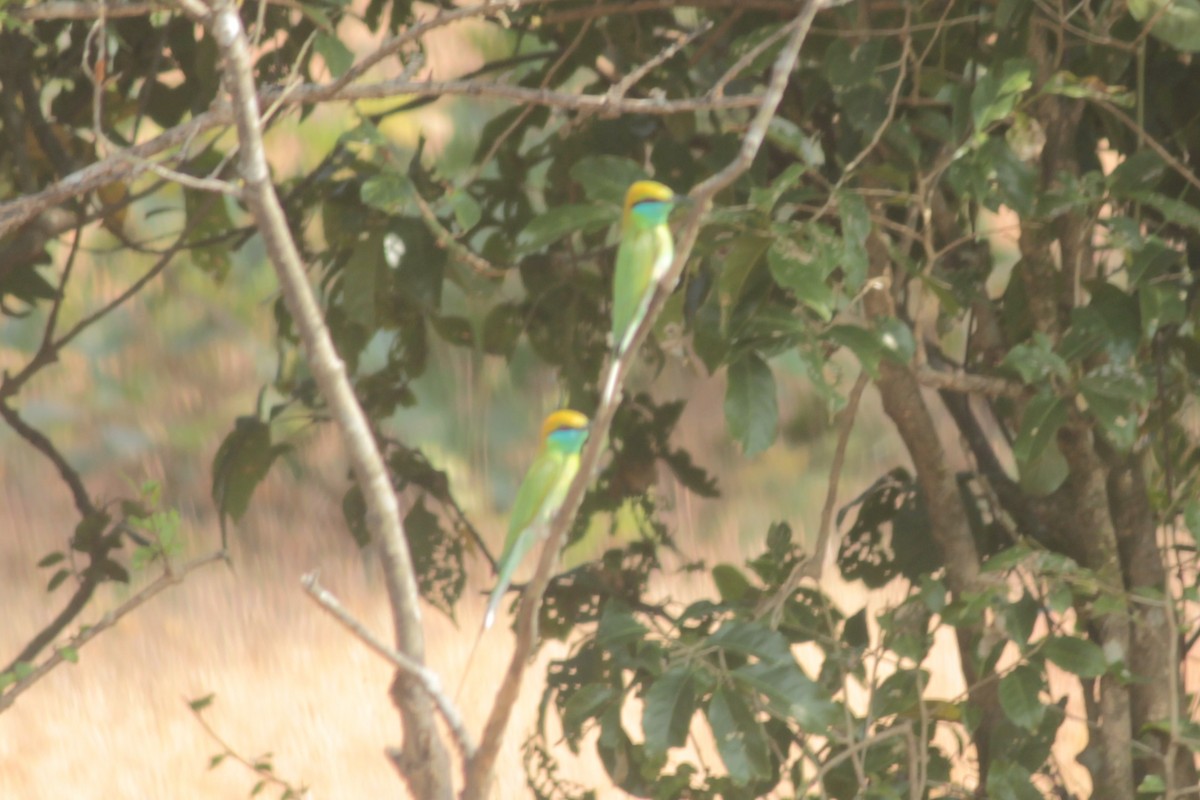 Бджолоїдка мала - ML647827053