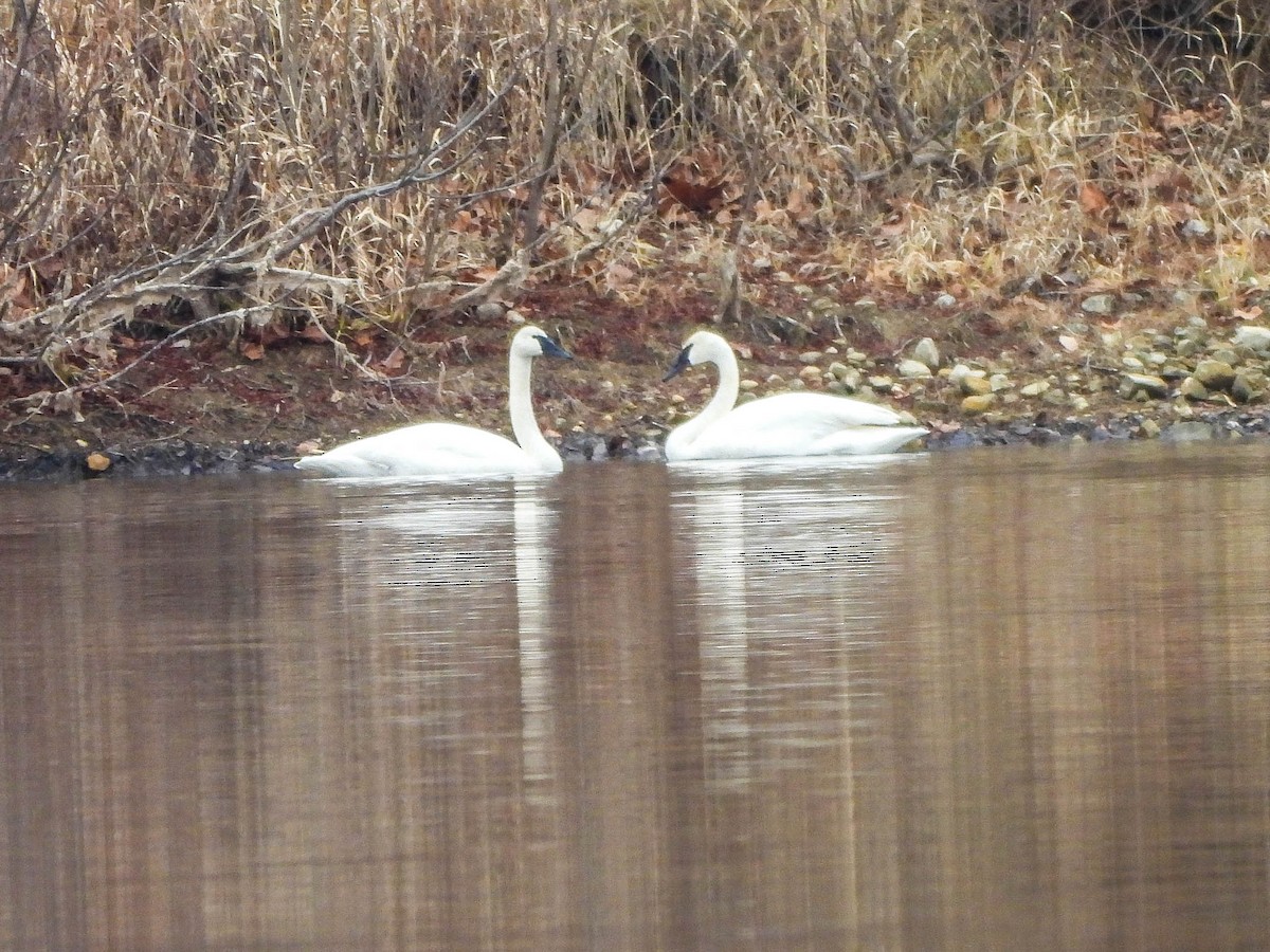 Лебідь-трубач - ML647827055