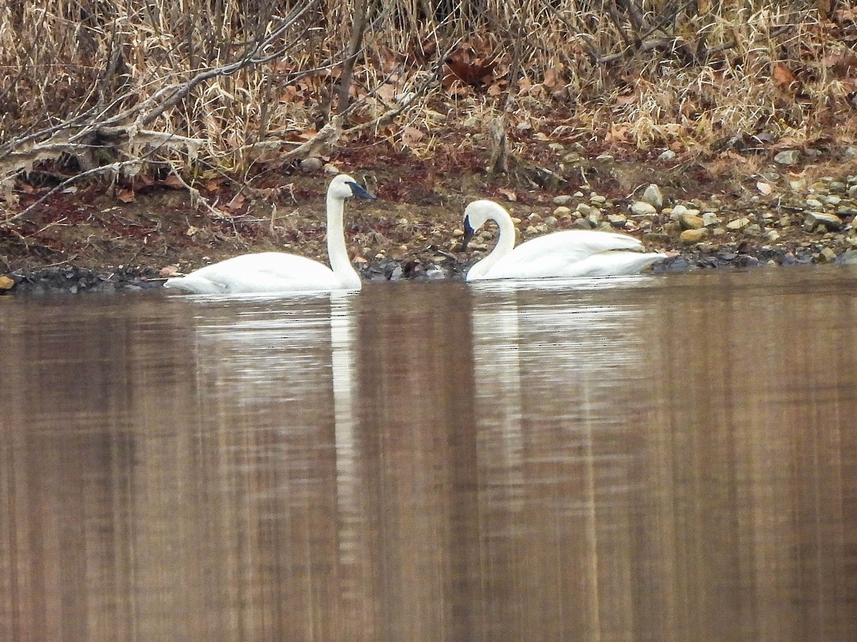Лебідь-трубач - ML647827056