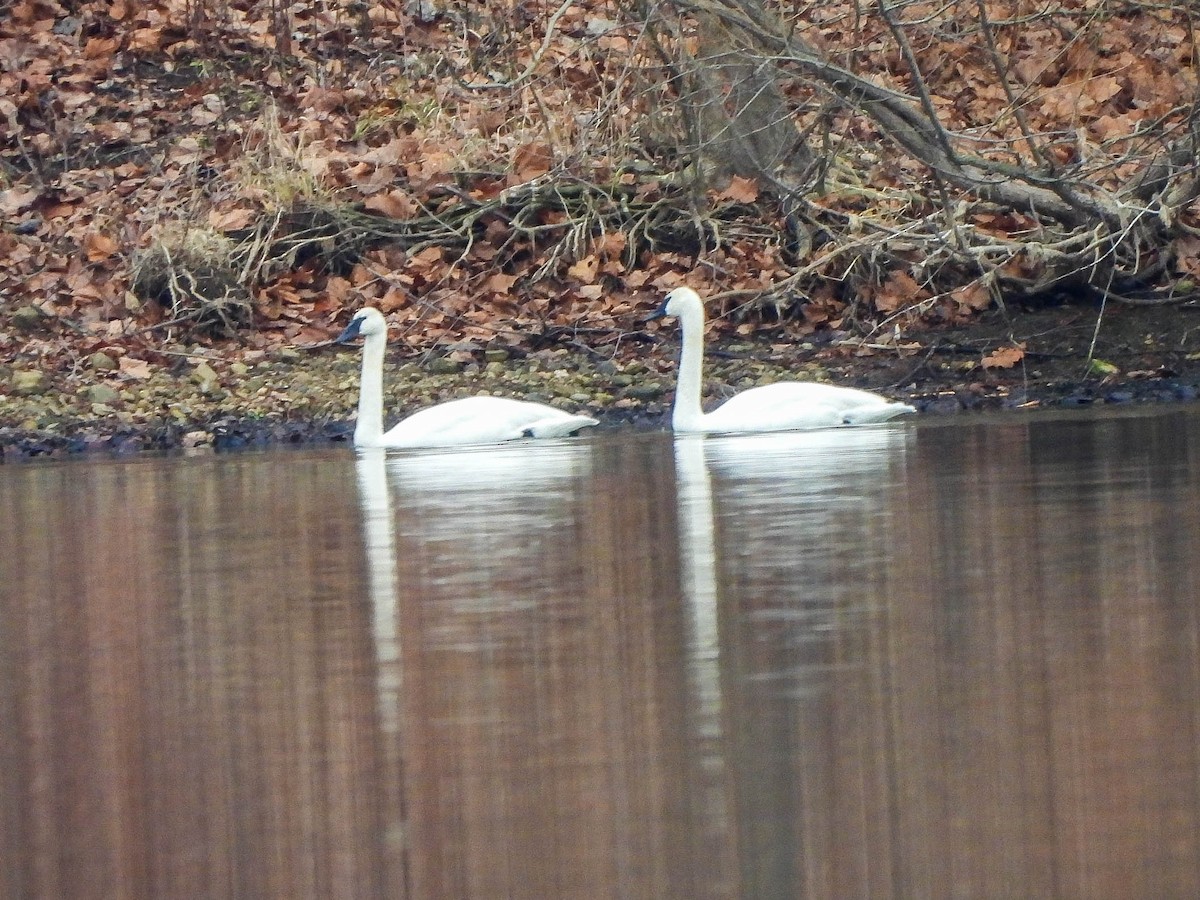 Лебідь-трубач - ML647827057