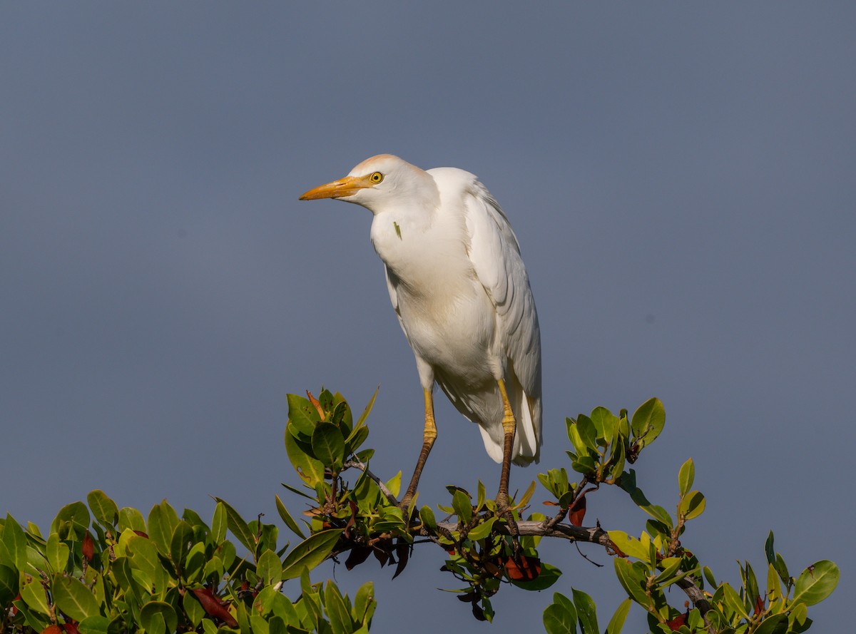 Чапля єгипетська західна - ML647827058