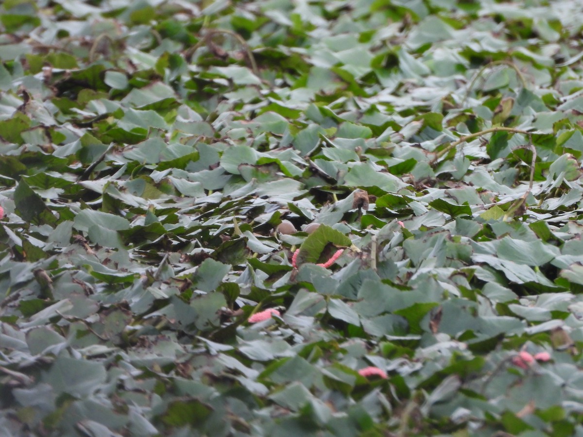 Якана довгохвоста - ML647827059