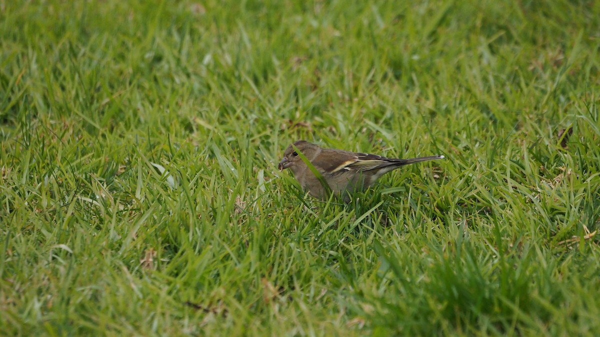 Зяблик звичайний - ML647827060