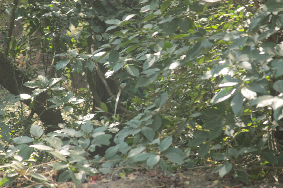 Монарх-довгохвіст азійський - ML647827061