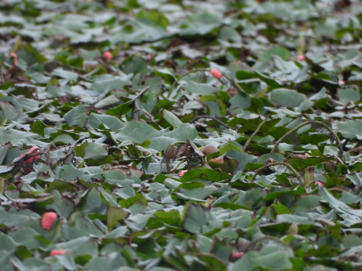 Якана довгохвоста - ML647827062