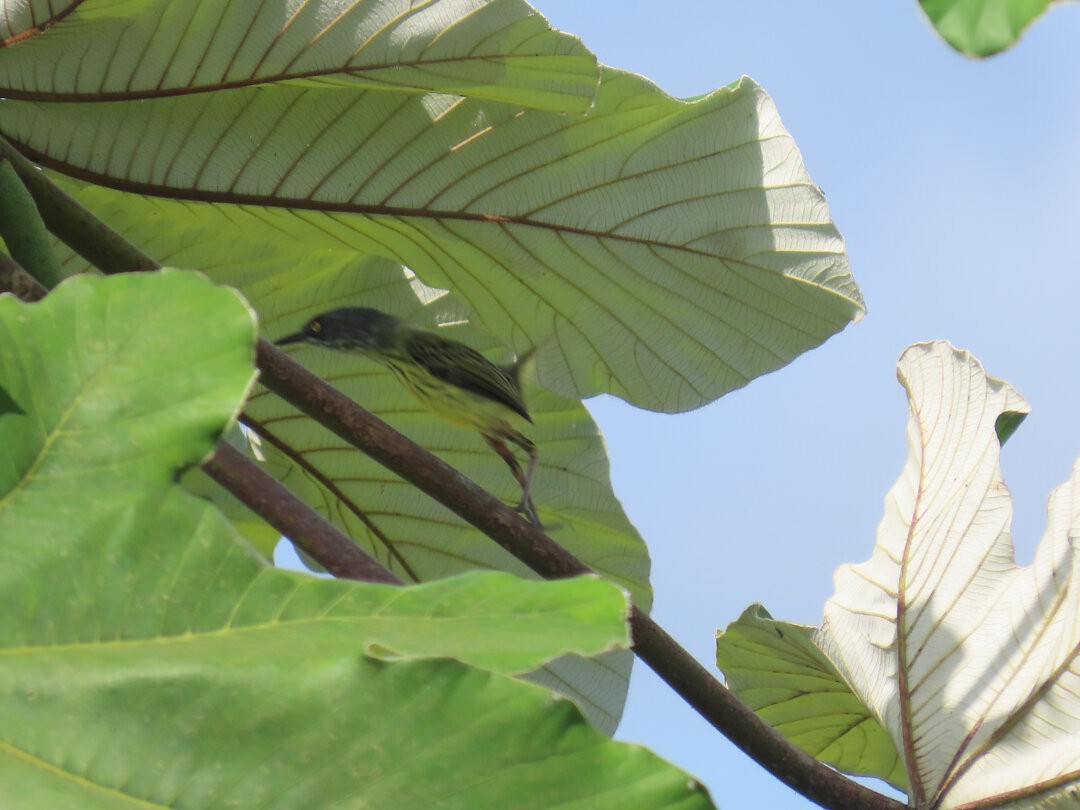 Мухолов-клинодзьоб плямистий - ML647827063