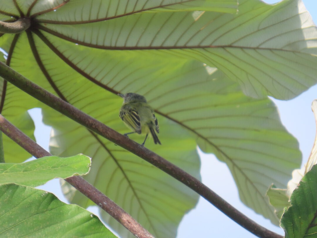 Мухолов-клинодзьоб плямистий - ML647827064