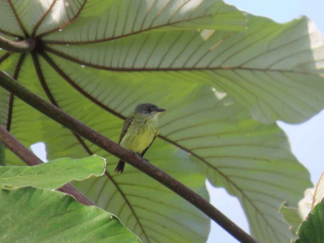 Мухолов-клинодзьоб плямистий - ML647827065