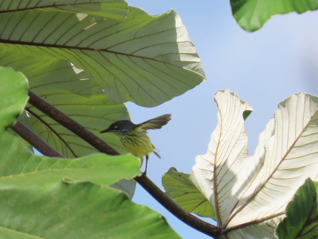 Мухолов-клинодзьоб плямистий - ML647827066