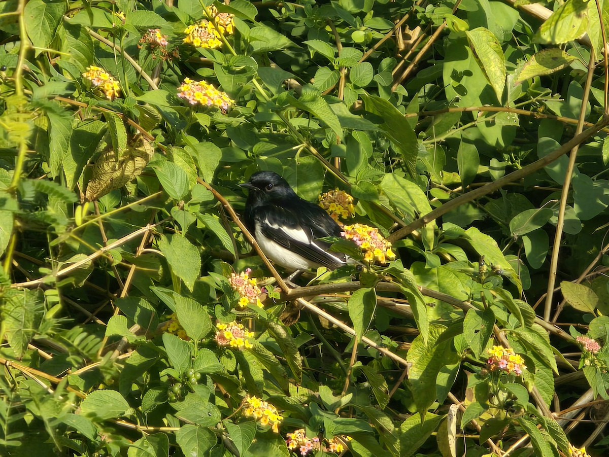 Шама східна - ML647827067