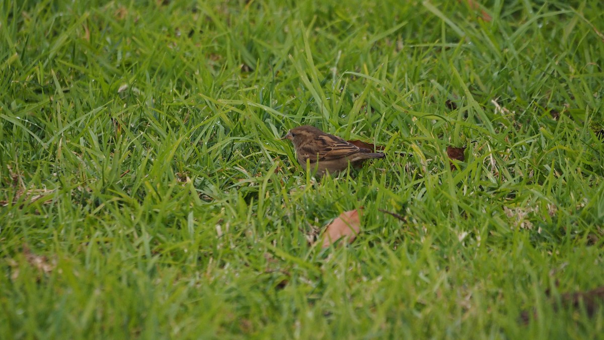 Горобець хатній - ML647827069