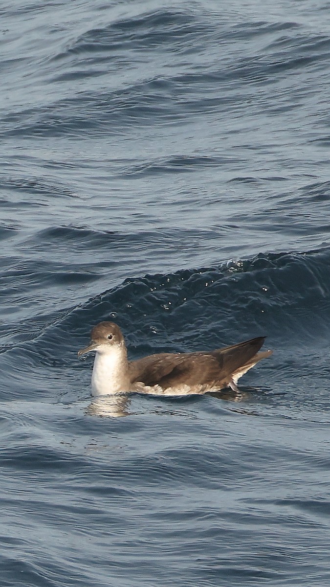 Буревісник східний - ML647827072
