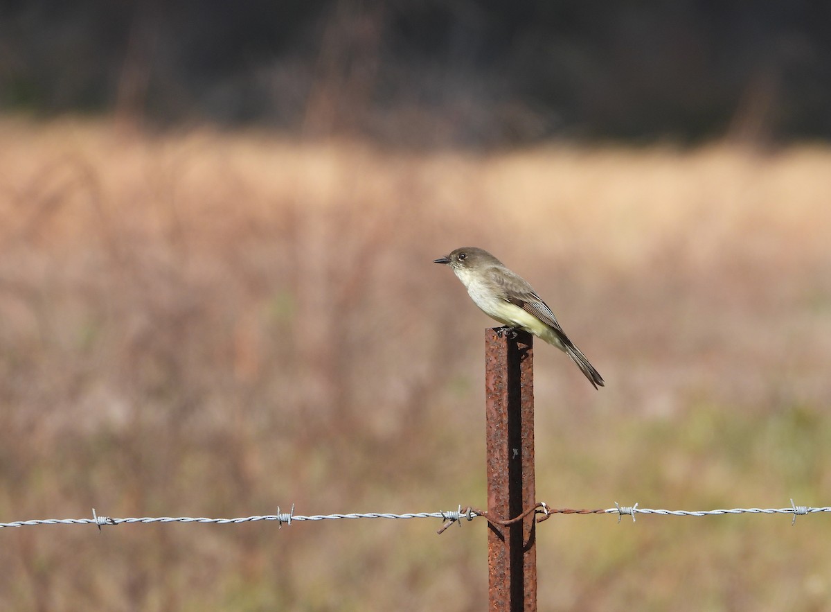 Феб буроспинний - ML647827073