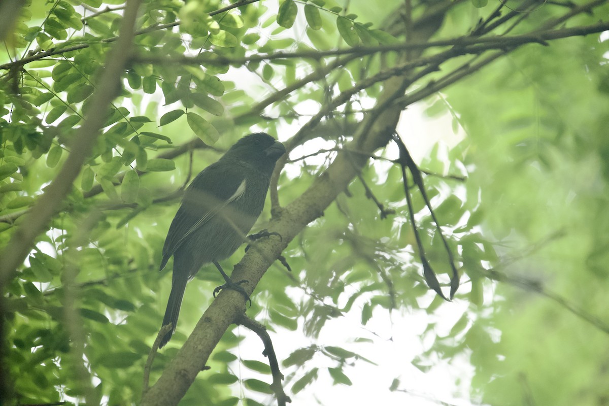 Карпачо Великого Кайману - ML647827074