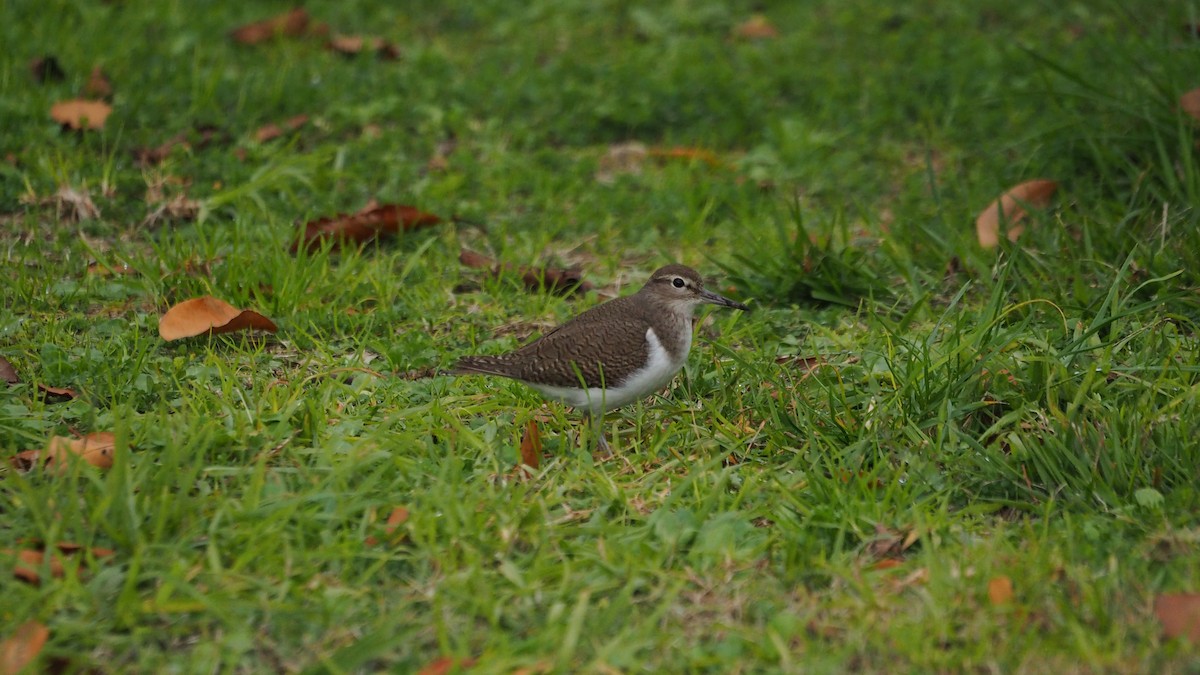 Набережник палеарктичний - ML647827075