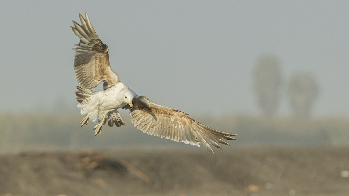 Мартин домініканський - ML647827076