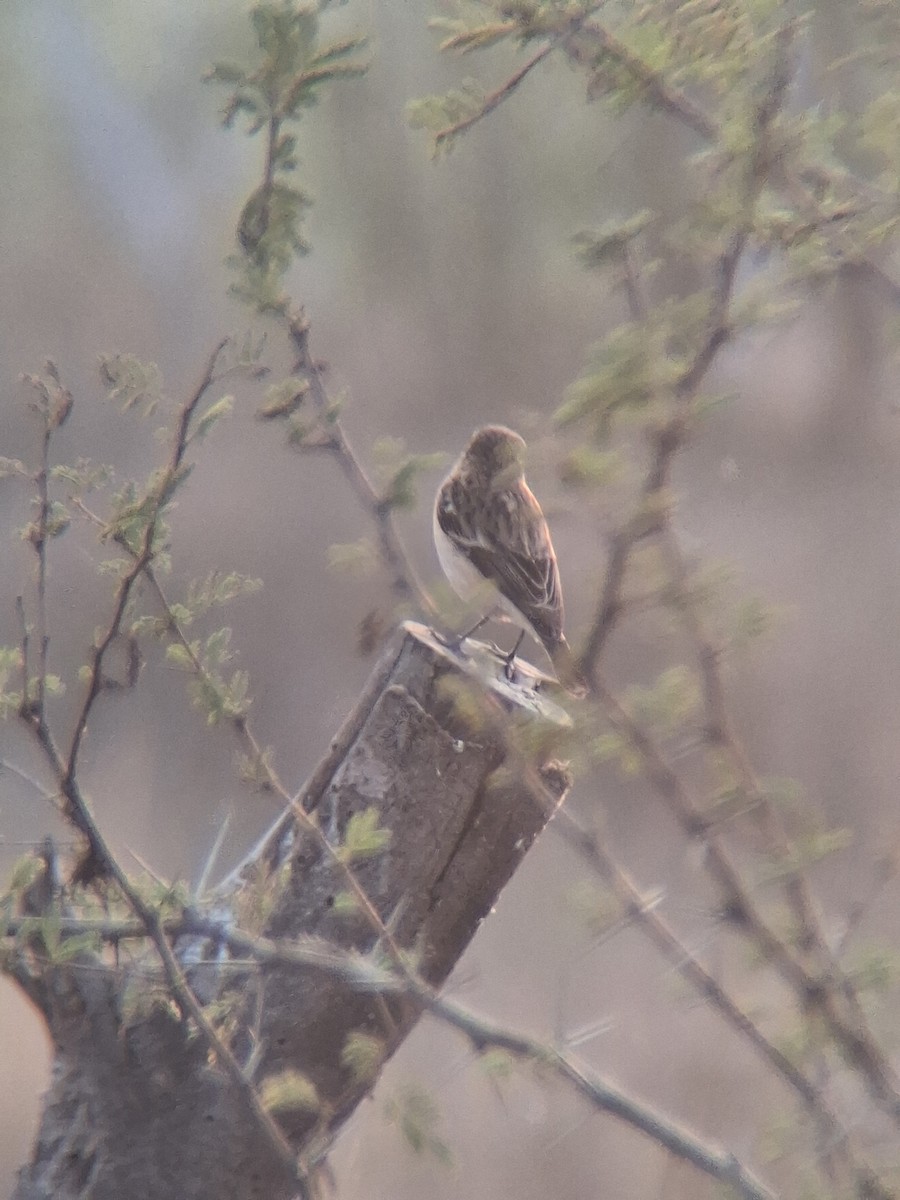 bramborníček sibiřský - ML647827077