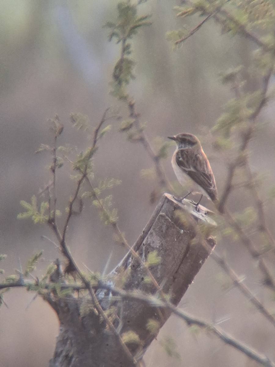 Siberian Stonechat - ML647827078