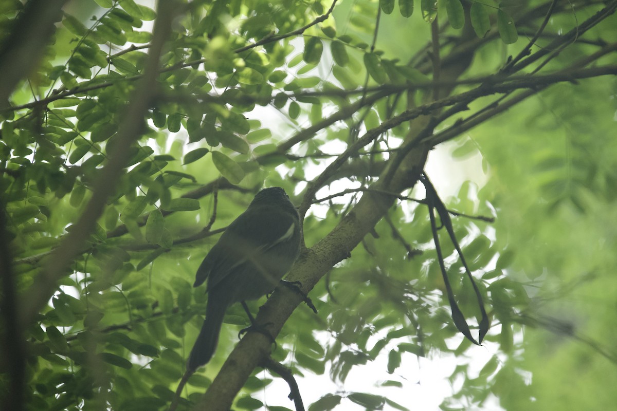 Карпачо Великого Кайману - ML647827079