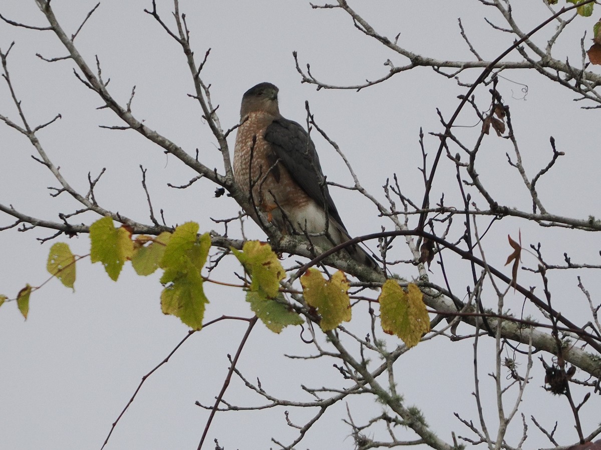 Яструб чорноголовий - ML647827080