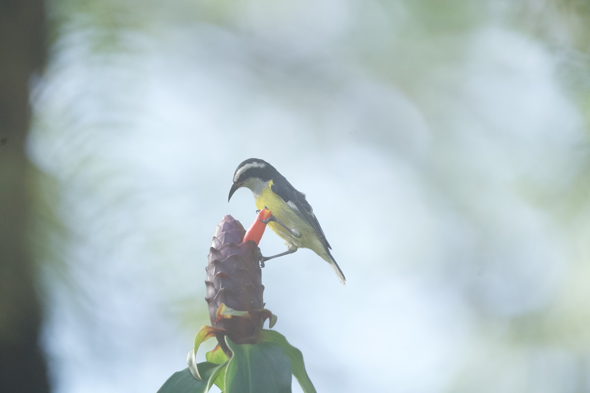 Цереба [група flaveola] - ML647827084