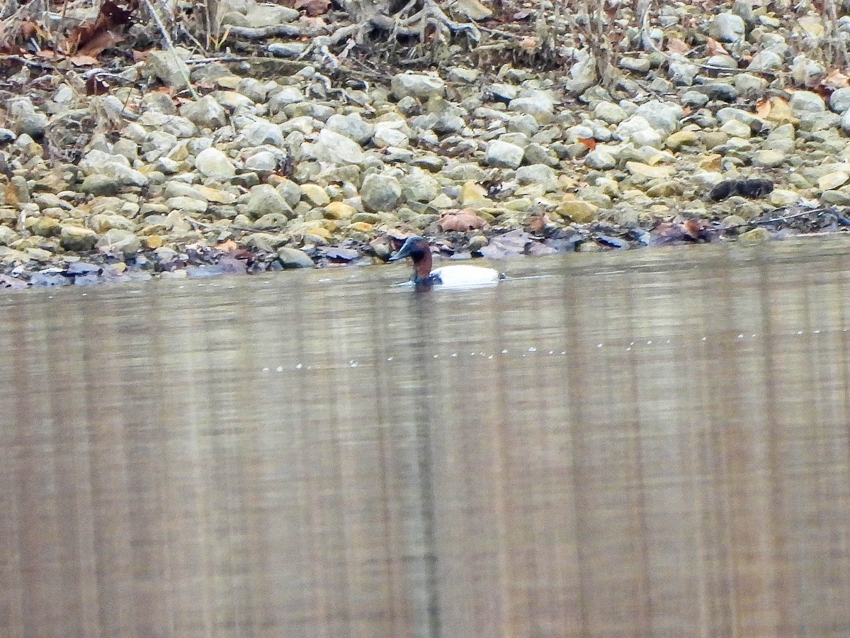 Murgilari bizkarzuria - ML647827098