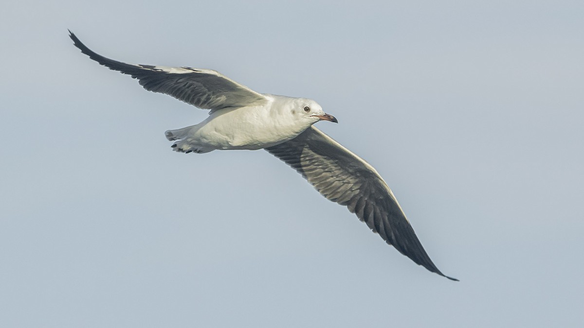 ズアオカモメ - ML647827107