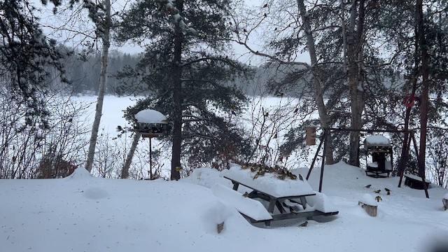 Evening Grosbeak - ML647827115