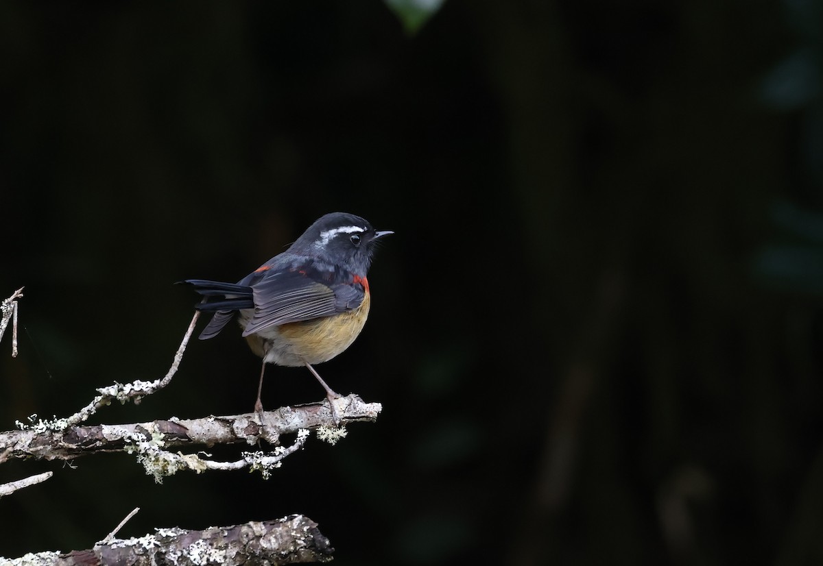 Robin de Johnstone - ML647827123