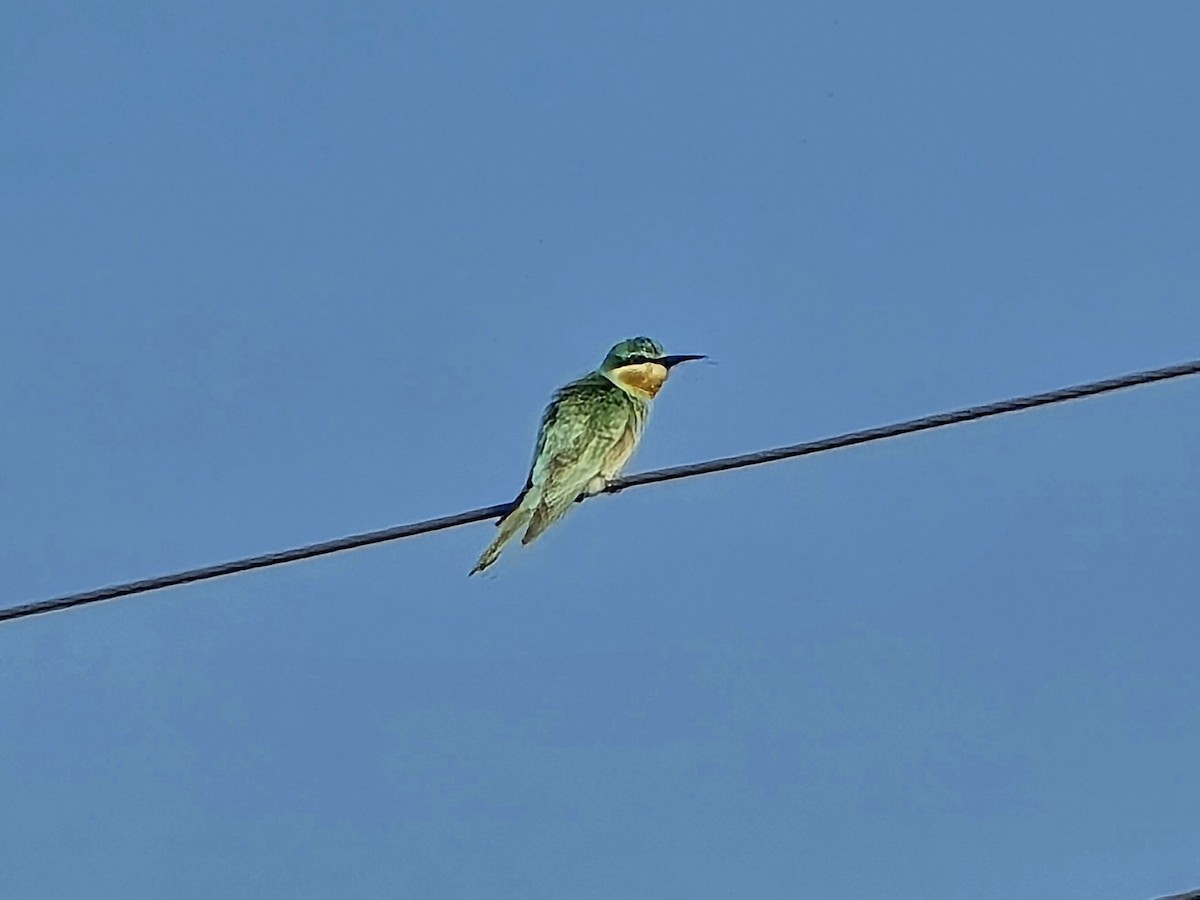 blåkinnbieter - ML647827134