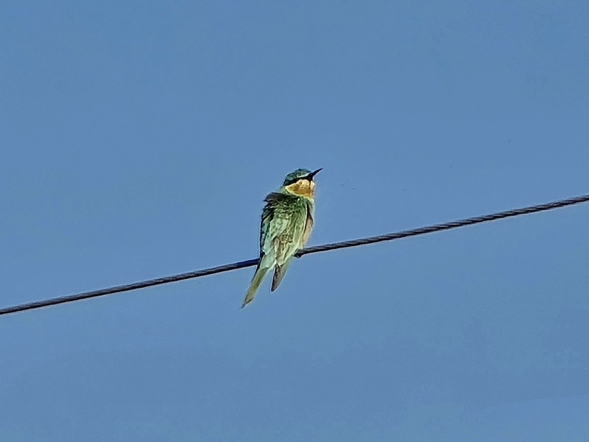 blåkinnbieter - ML647827135