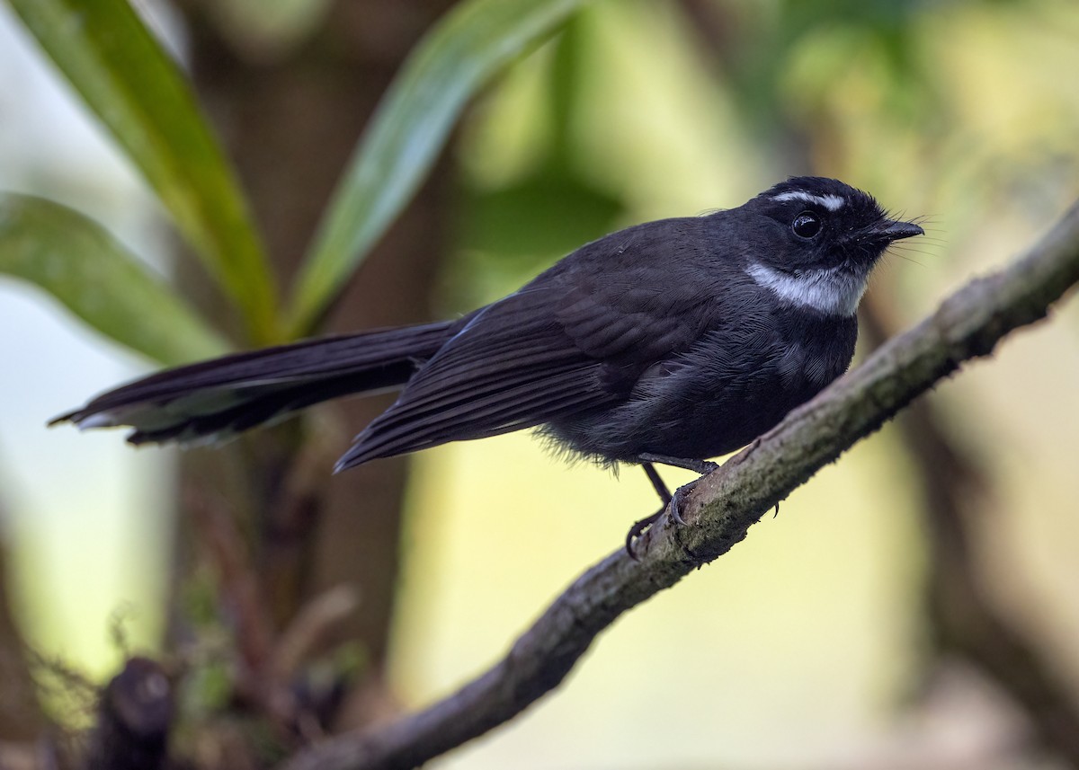 White-throated Fantail - ML647827151