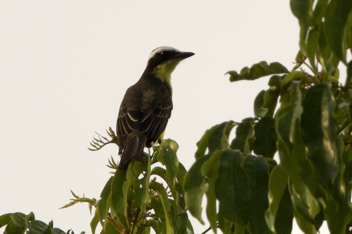 Yellow-throated Flycatcher - ML647827152