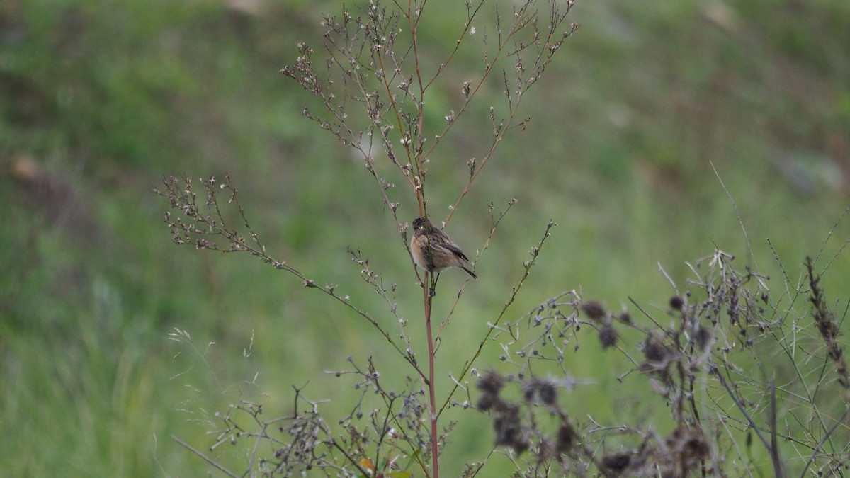 European Stonechat - ML647827153
