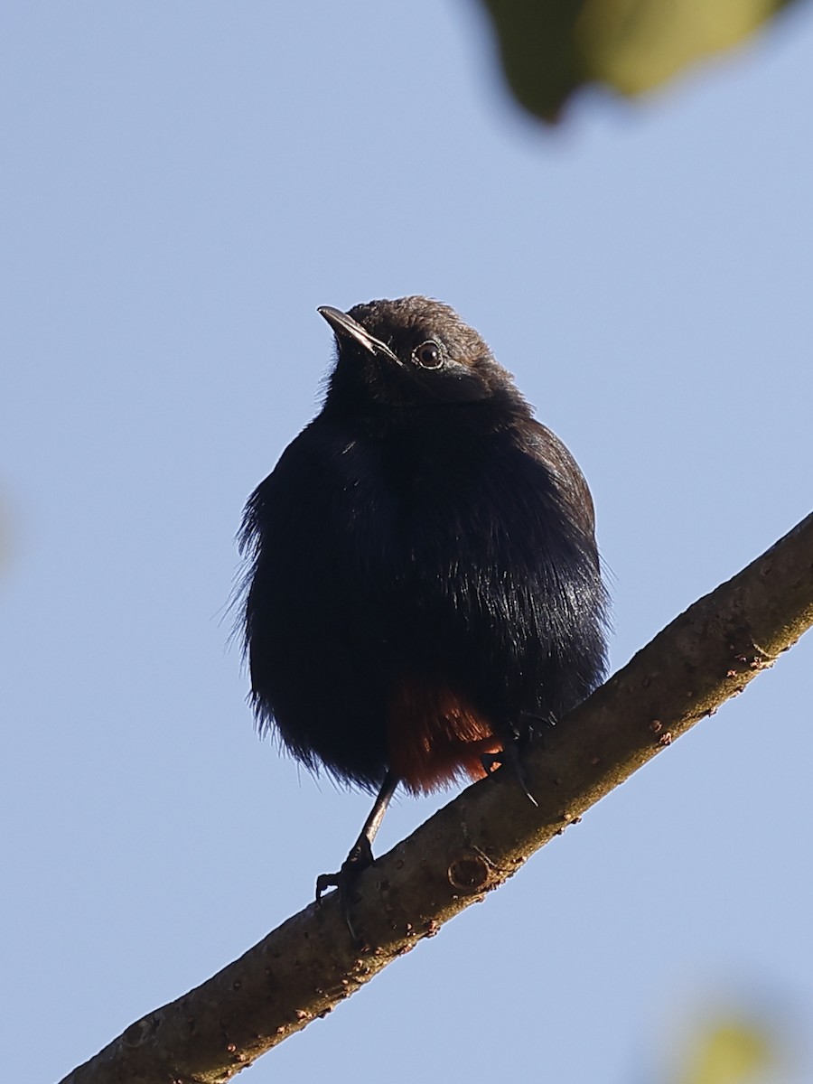 Indian Robin - ML647827154