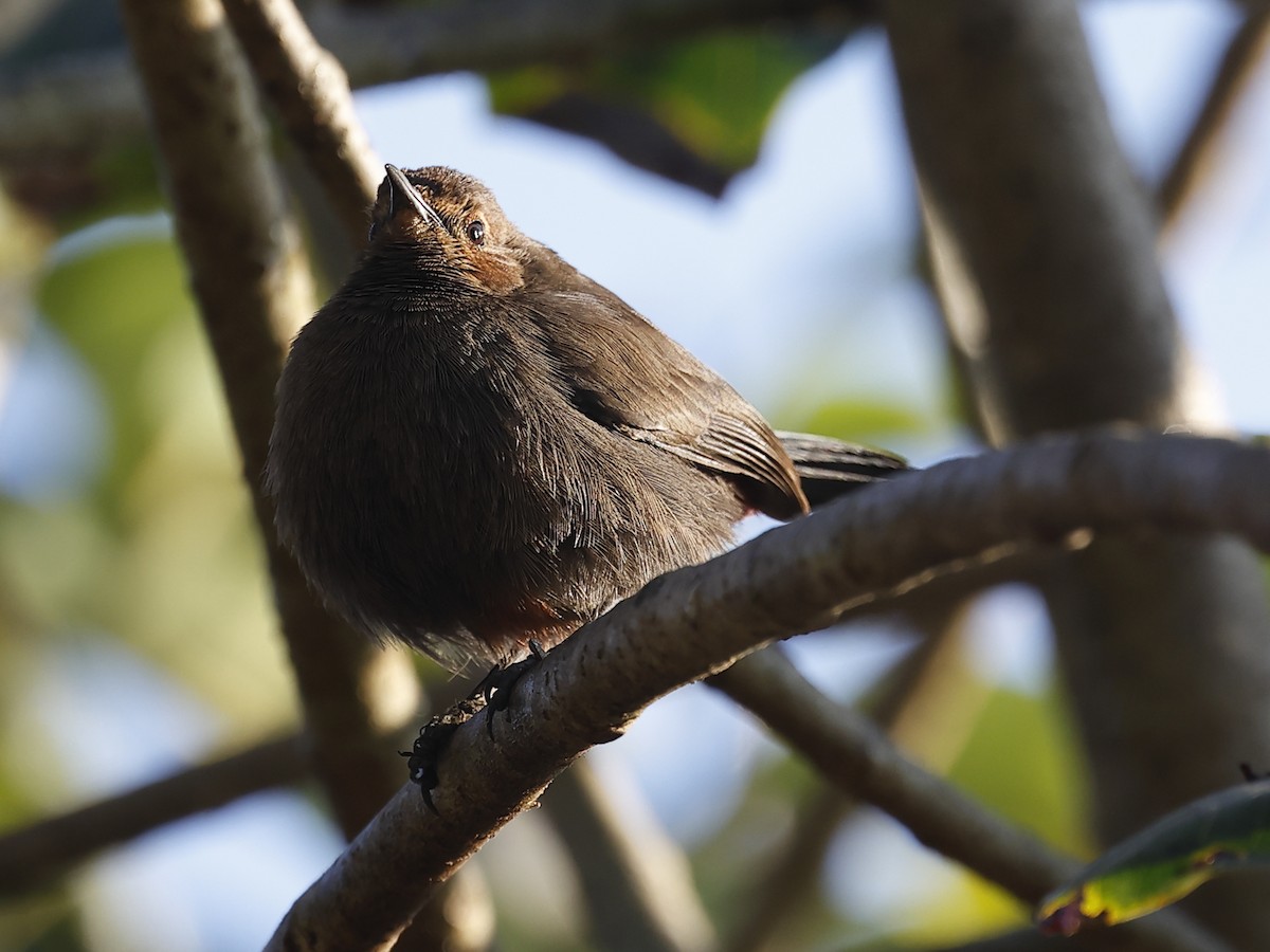 Indian Robin - ML647827155