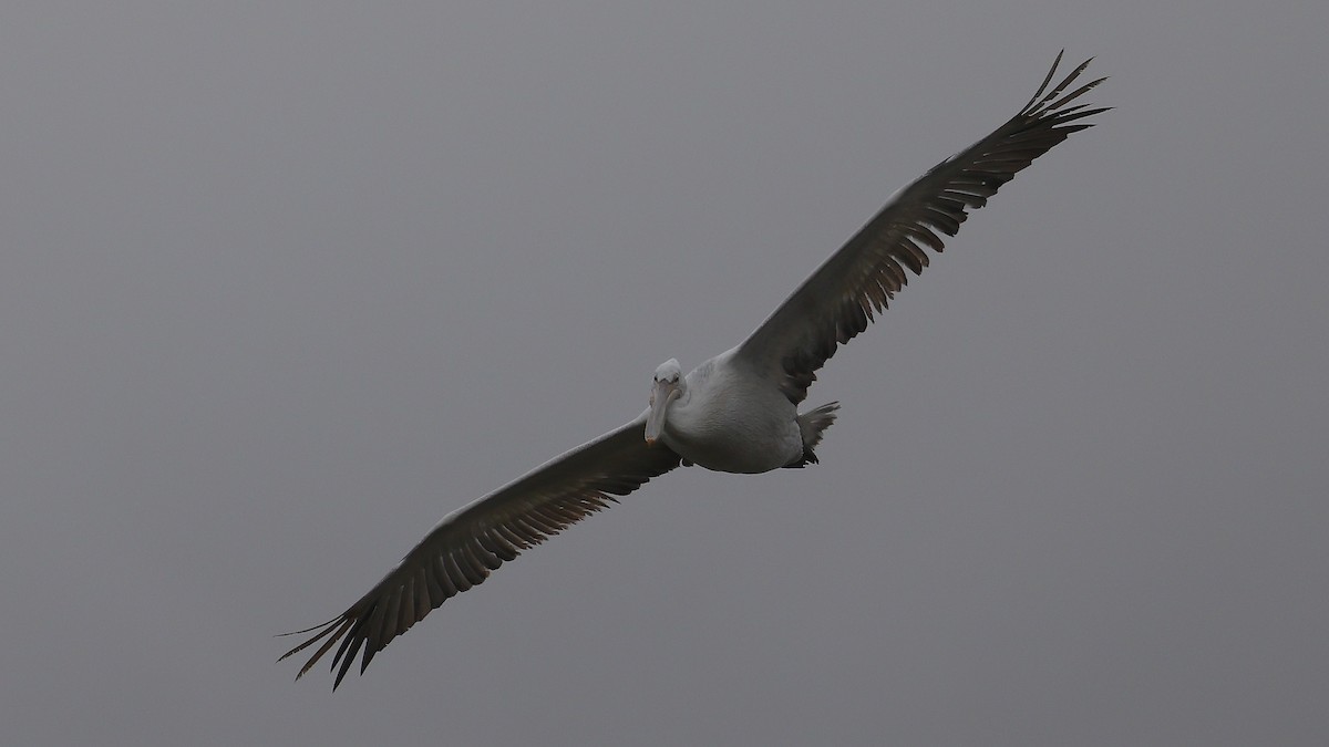 Dalmatian Pelican - ML647827156