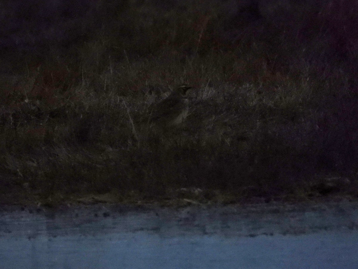 Horned Lark - ML647827157