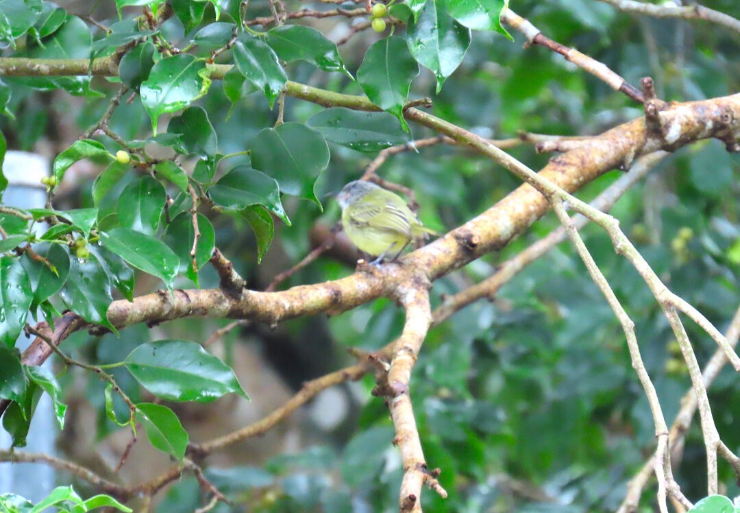 Spotted Tody-Flycatcher - ML647827158