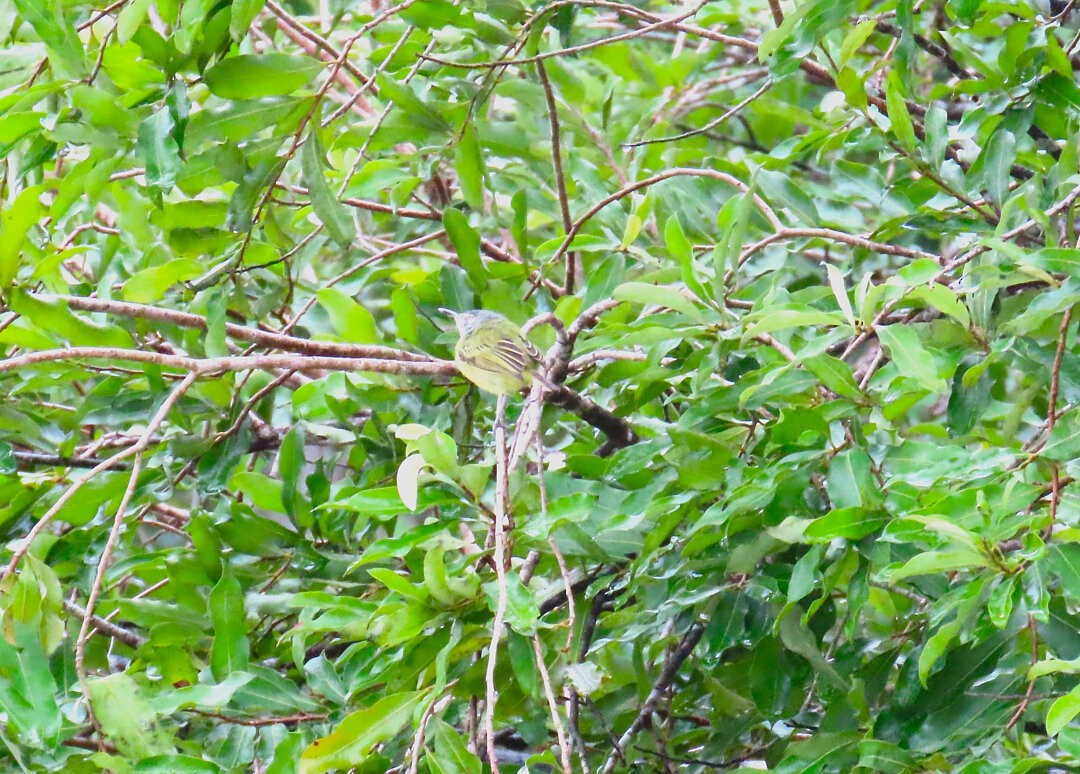 Spotted Tody-Flycatcher - ML647827159
