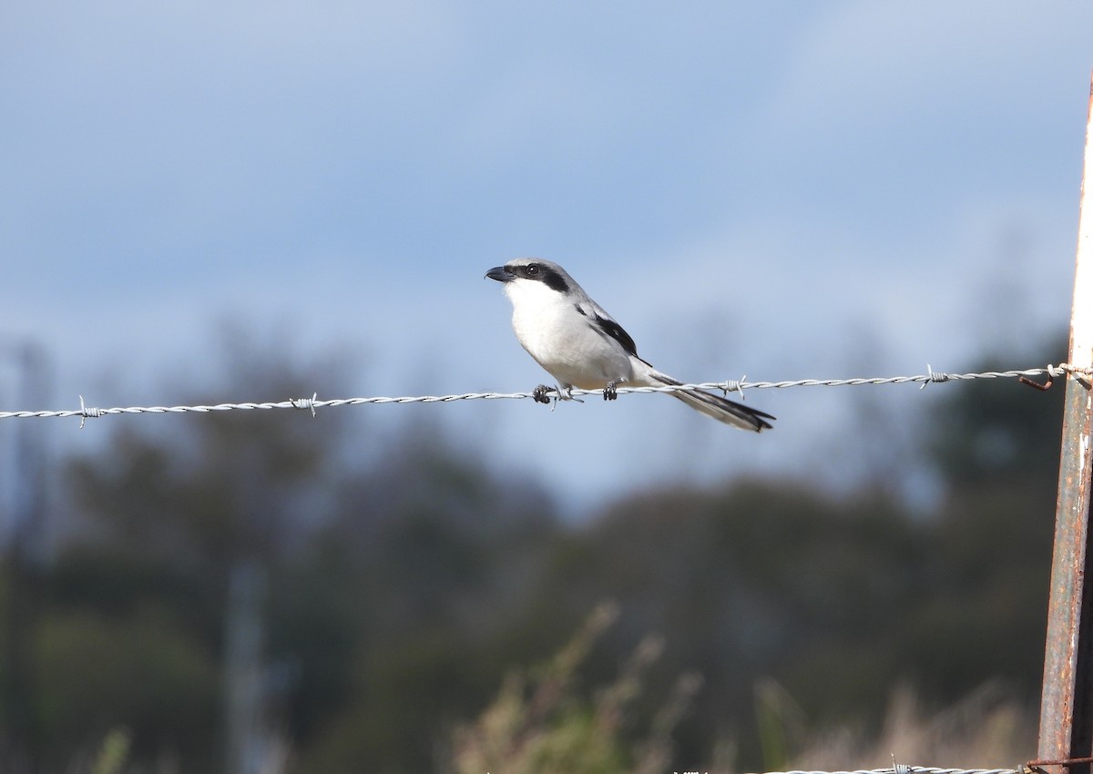 Loggerhead Shrike - ML647827160