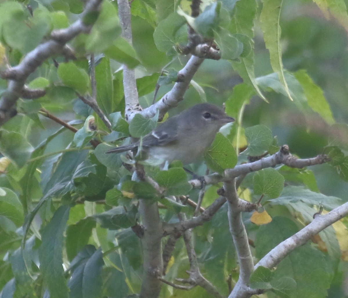 Gray Vireo - ML647827161