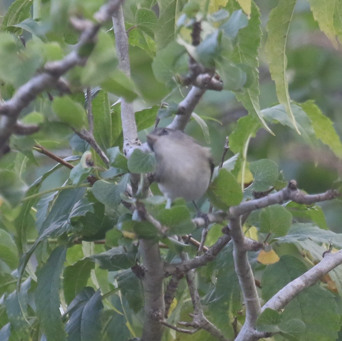 Gray Vireo - ML647827162
