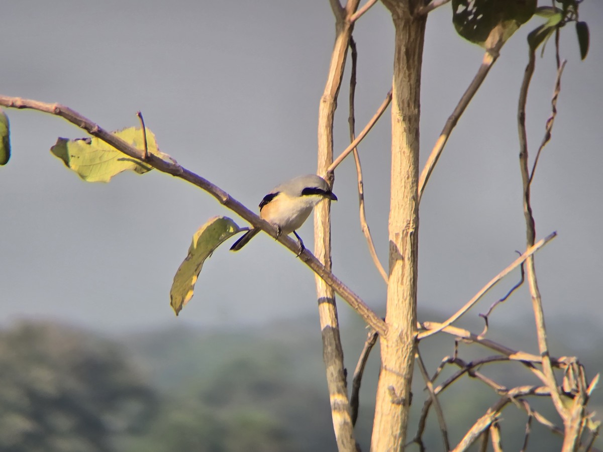 Long-tailed Shrike - ML647827163