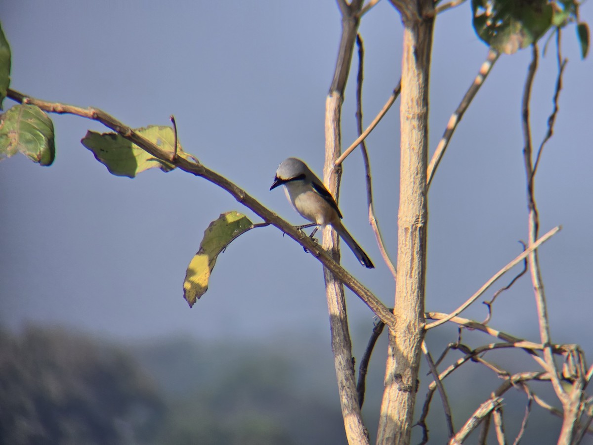 Long-tailed Shrike - ML647827164